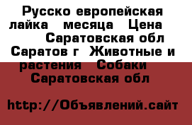 Русско-европейская лайка 2 месяца › Цена ­ 4 000 - Саратовская обл., Саратов г. Животные и растения » Собаки   . Саратовская обл.